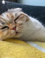 猫猫图片，可爱的小短腿肥猫摄影美图，有猫人才懂的快乐