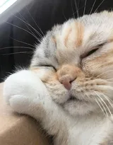 猫猫图片，可爱的小短腿肥猫摄影美图，有猫人才懂的快乐