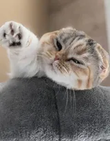 猫猫图片，可爱的小短腿肥猫摄影美图，有猫人才懂的快乐