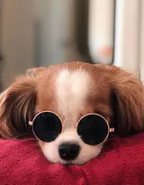 查理王小猎犬卖萌日常，查理王小猎犬可爱摄影图片