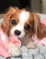 查理王小猎犬卖萌日常，查理王小猎犬可爱摄影图片