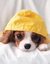 查理王小猎犬卖萌日常，查理王小猎犬可爱摄影图片