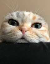 猫猫图片，可爱的小短腿肥猫摄影美图，有猫人才懂的快乐