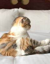 猫猫图片，可爱的小短腿肥猫摄影美图，有猫人才懂的快乐