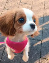 查理王小猎犬卖萌日常，查理王小猎犬可爱摄影图片