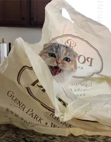 猫猫图片，可爱的小短腿肥猫摄影美图，有猫人才懂的快乐