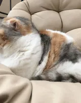 猫猫图片，可爱的小短腿肥猫摄影美图，有猫人才懂的快乐