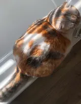 猫猫图片，可爱的小短腿肥猫摄影美图，有猫人才懂的快乐