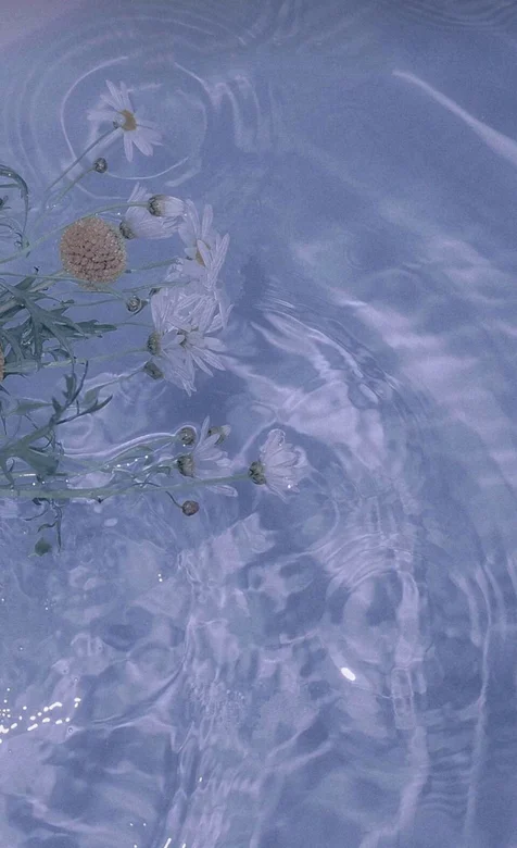 清澈的湖水，生长在湖边野菊花在水中，不时荡起波纹 – 高清 桌面壁纸 开放版权素材 免费下载 手机电脑通用背景图