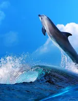 高智商海洋生物海豚的高清图集可做壁纸