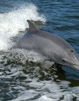 高智商海洋生物海豚的高清图集可做壁纸