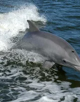 高智商海洋生物海豚的高清图集可做壁纸