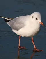 海上的马拉松选手“海鸥”图片