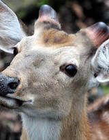国宝级动物鹿，“梅花鹿”图片大全