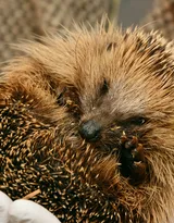 可爱的小刺猬图片，别靠近我 我会弄伤你的