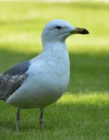 海上的马拉松选手“海鸥”图片
