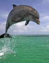 高智商海洋生物海豚的高清图集可做壁纸