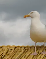 海上的马拉松选手“海鸥”图片