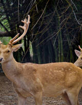 国宝级动物鹿，“梅花鹿”图片大全