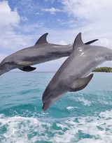 高智商海洋生物海豚的高清图集可做壁纸