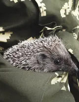 可爱的小刺猬图片，别靠近我 我会弄伤你的