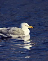 海上的马拉松选手“海鸥”图片