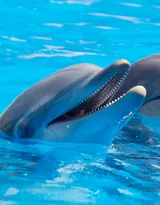 高智商海洋生物海豚的高清图集可做壁纸
