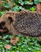 可爱的小刺猬图片，别靠近我 我会弄伤你的