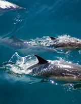 高智商海洋生物海豚的高清图集可做壁纸