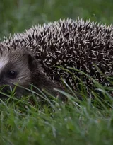 可爱的小刺猬图片，别靠近我 我会弄伤你的