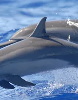 高智商海洋生物海豚的高清图集可做壁纸