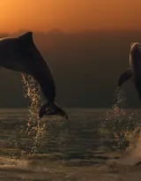 高智商海洋生物海豚的高清图集可做壁纸