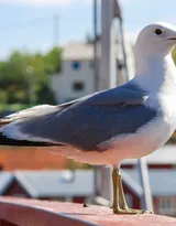 海上的马拉松选手“海鸥”图片