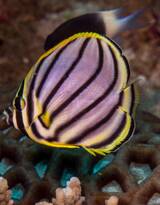 奇妙的海洋生物，蝴蝶鱼图片色彩斑斓很好看