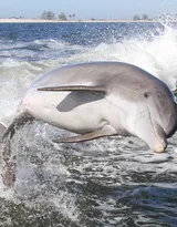 高智商海洋生物海豚的高清图集可做壁纸