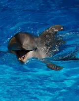 高智商海洋生物海豚的高清图集可做壁纸