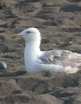 海上的马拉松选手“海鸥”图片