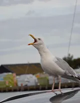 海上的马拉松选手“海鸥”图片