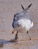 海上的马拉松选手“海鸥”图片