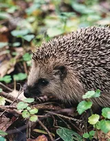 可爱的小刺猬图片，别靠近我 我会弄伤你的