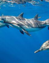 高智商海洋生物海豚的高清图集可做壁纸