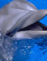 高智商海洋生物海豚的高清图集可做壁纸