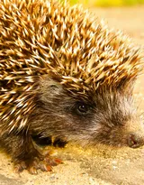 可爱的小刺猬图片，别靠近我 我会弄伤你的