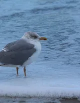 海上的马拉松选手“海鸥”图片