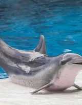 高智商海洋生物海豚的高清图集可做壁纸