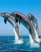 高智商海洋生物海豚的高清图集可做壁纸
