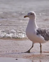 海上的马拉松选手“海鸥”图片