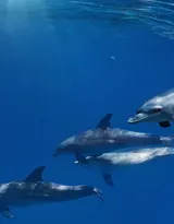 高智商海洋生物海豚的高清图集可做壁纸