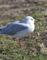 海上的马拉松选手“海鸥”图片