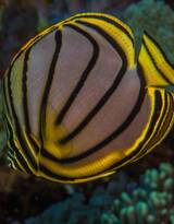奇妙的海洋生物，蝴蝶鱼图片色彩斑斓很好看